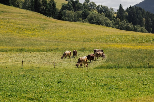 Vaches dans un pré vert avec des arbres verts et de la montagne