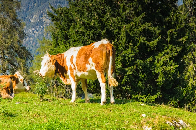 Vaches dans les prés verts des Alpes