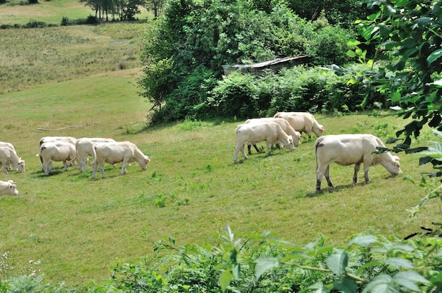 Vaches dans les prés