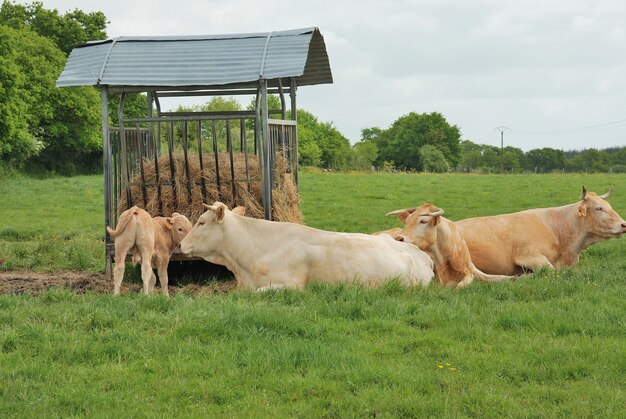 Vaches dans les prés