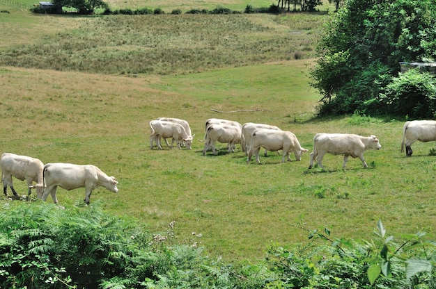 Vaches dans les prés