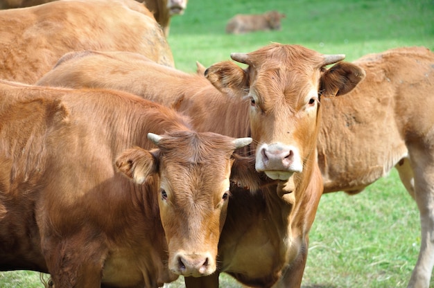 Vaches dans les prés