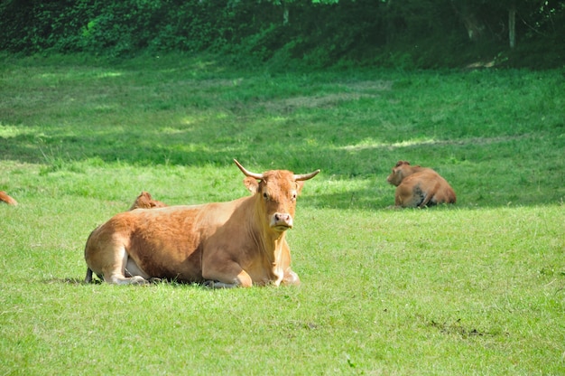 Vaches dans les prés