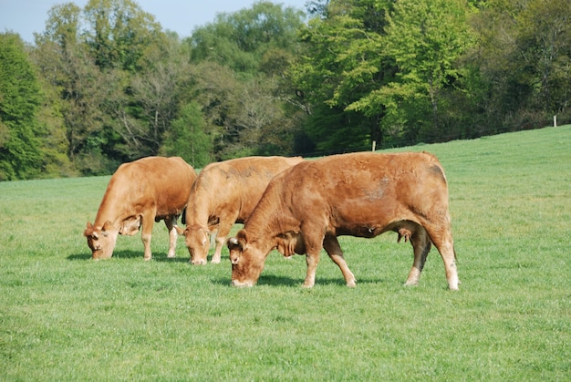 Vaches dans les prés