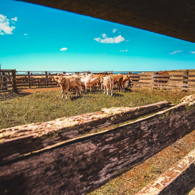 Des vaches debout sur le champ contre le ciel bleu