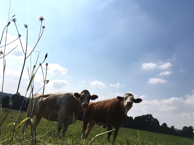 Photo des vaches debout sur le champ contre le ciel