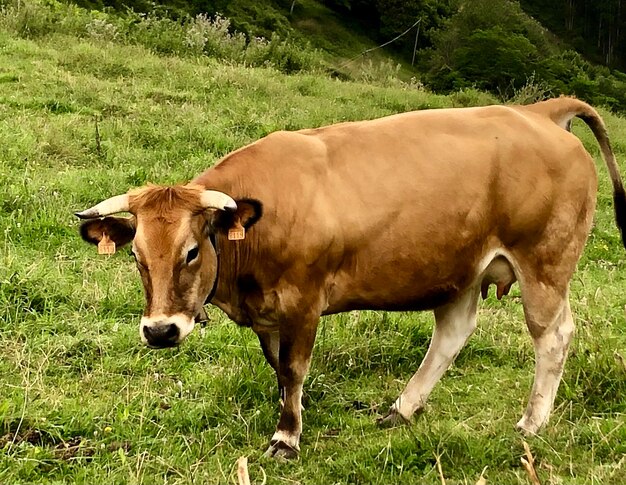 Photo des vaches debout sur le champ