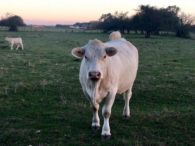 Des vaches debout dans le champ contre le ciel au coucher du soleil