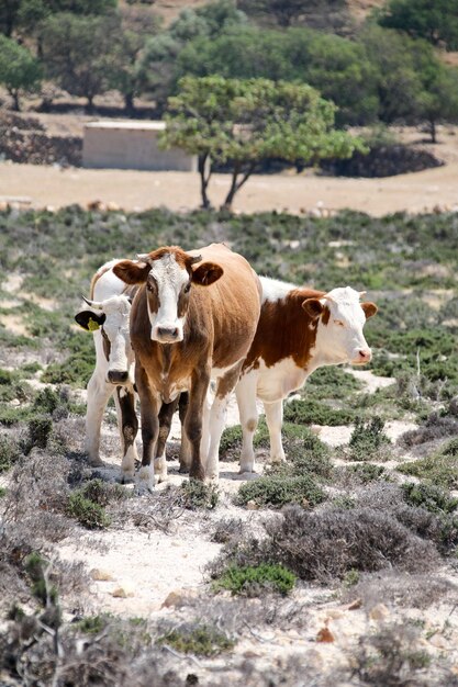 Photo des vaches debout dans le champ