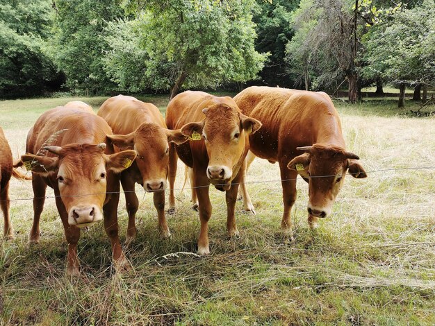 Photo des vaches debout dans un champ