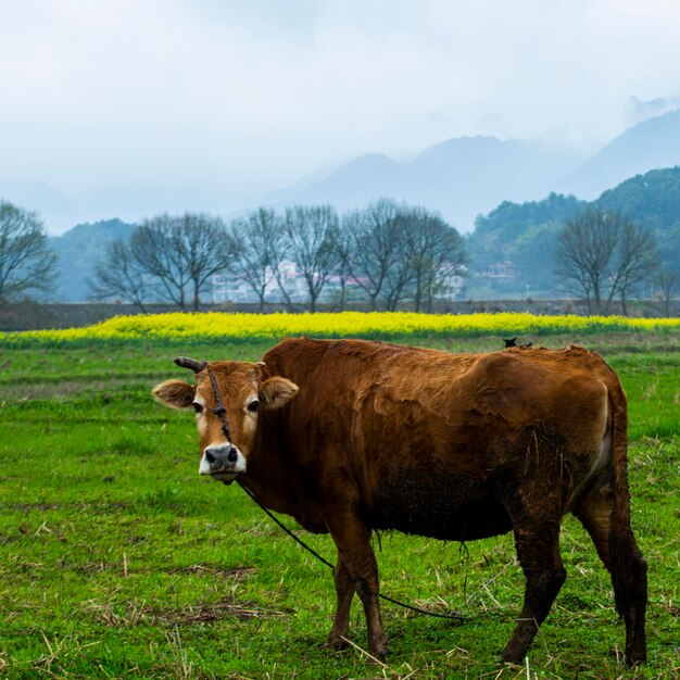 Photo des vaches debout dans un champ