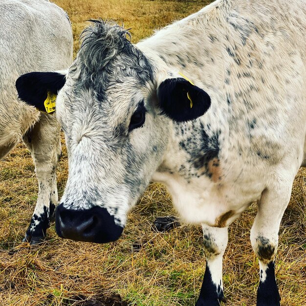 Photo des vaches debout dans un champ