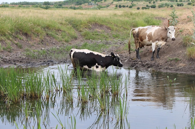 Vaches debout dans un jet d'eau