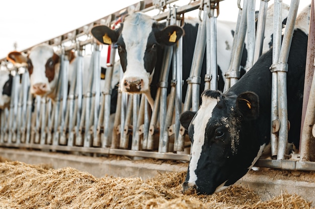 Vaches debout dans une stalle et mangeant du foin