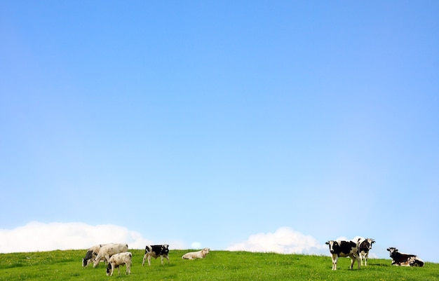 Photo vaches debout sur un pâturage et ciel bleu clair