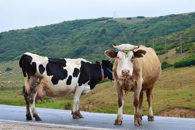 Photo des vaches debout sur le paysage