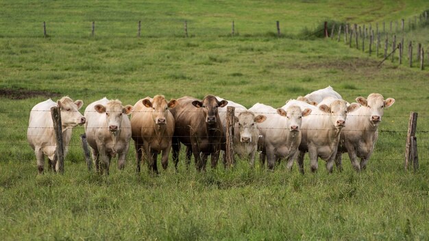 Photo des vaches derrière une clôture sur un champ herbeux.