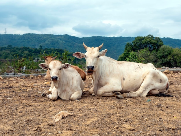 Vaches domestiques couchées sur le sol sec à Yogyakarta Indonésie