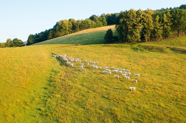 Photo les vaches domestiques mangent de l'herbe sur les prairies pour fournir du lait aux agriculteurs.
