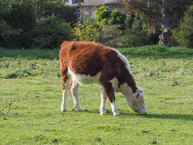 Vaches domestiques