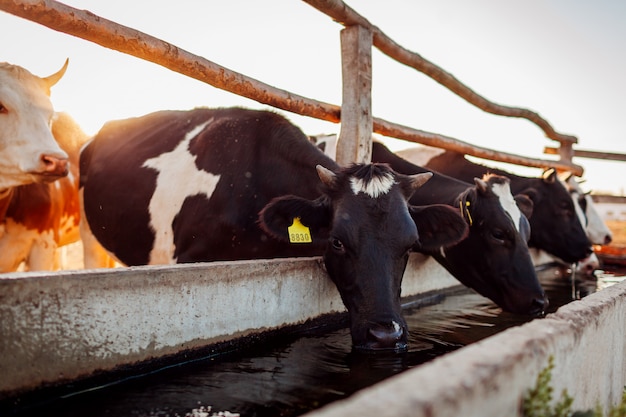 Vaches de l'eau potable sur la cour de la ferme au coucher du soleil