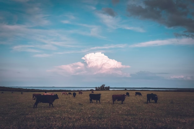 Vaches élevées avec de l'herbe naturelle Production de viande argentine