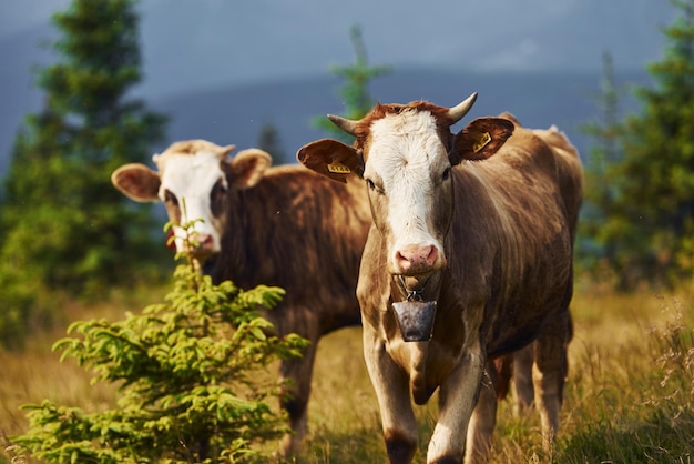 Vaches à l'extérieur dans les montagnes des Carphaties Conception des voyages et de l'agriculture