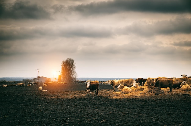 Photo des vaches à la ferme contre un ciel nuageux au coucher du soleil