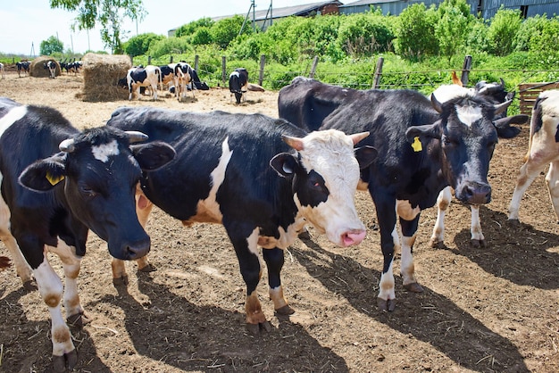 Vaches à la ferme laitière au jour d'été