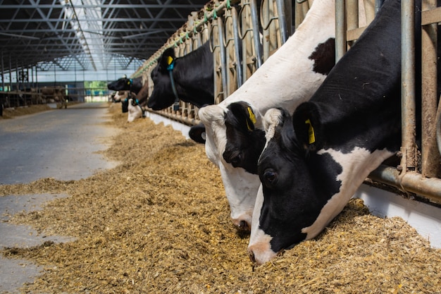 Les vaches d'une ferme moderne mangent de l'ensilage de la table d'alimentation