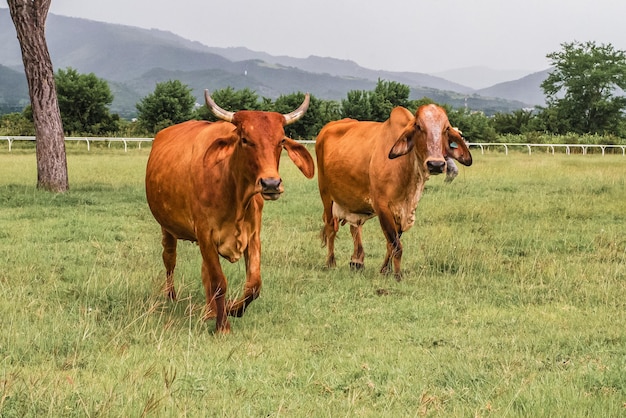 Vaches à la ferme