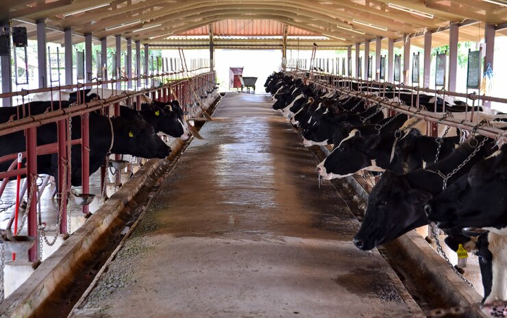 Vaches à la ferme.