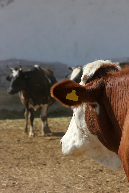 vaches à la ferme