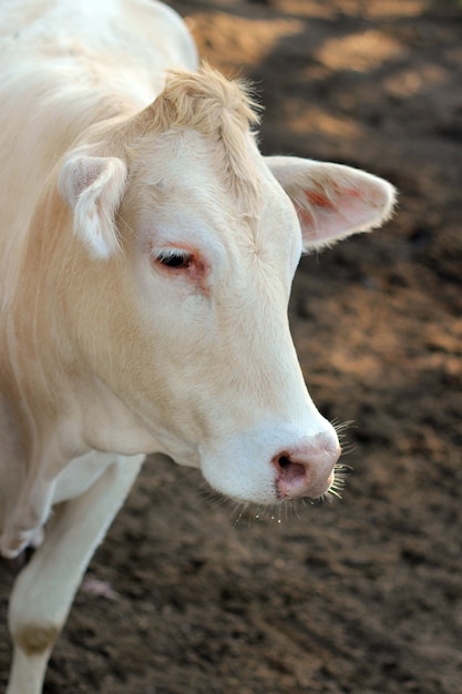 Vaches fixant le sol.