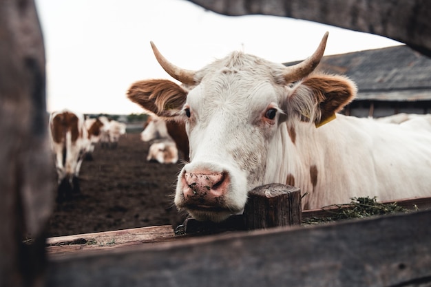 Vaches sur la forme