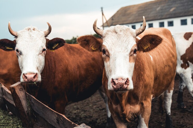 Photo les vaches sur le formulaire. lait, production de viande. animaux domestiques.