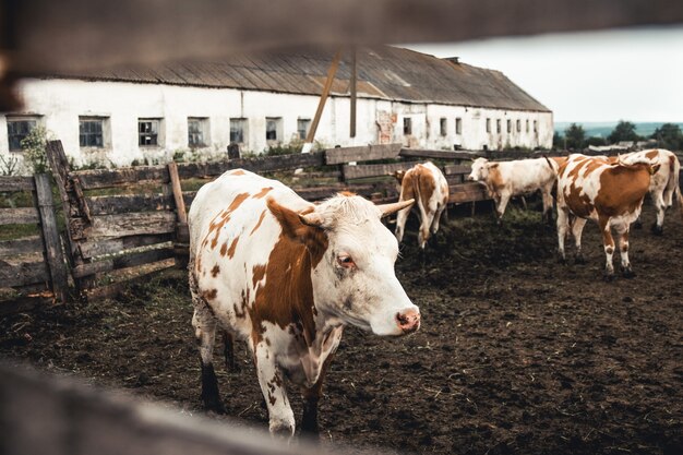 Vaches sur le formulaire. Lait, production de viande. Animaux domestiques.