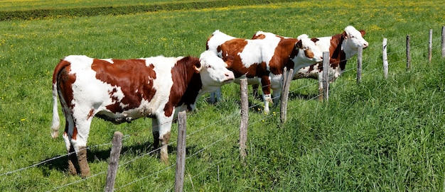 Vaches en France