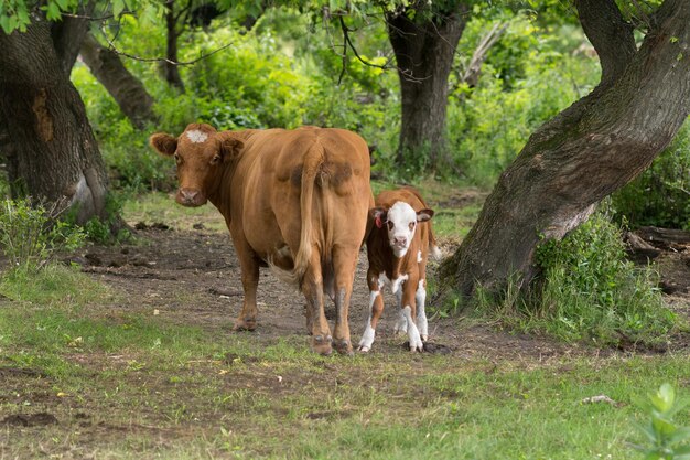 Des vaches sur l'herbe contre les arbres