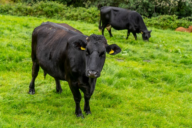 Vaches sur l'herbe