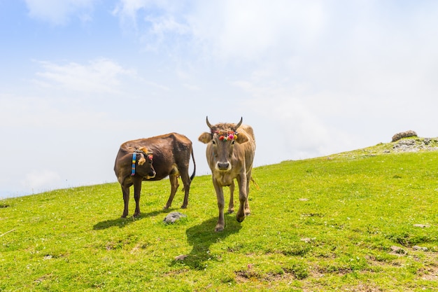 Vaches Highland sur un champ, Artvin, Turquie