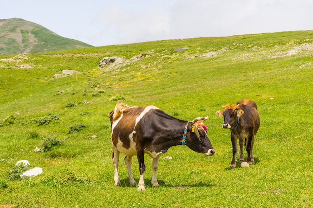 Vaches Highland sur un champ, Artvin, Turquie