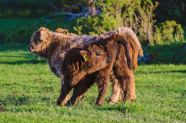 Vaches des Highlands d'Écosse