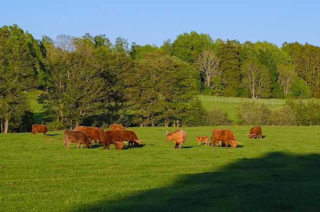 Vaches des Highlands d'Écosse