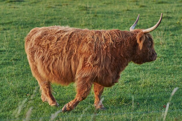 Vaches des Highlands La vache des Highlands marche sur un champ vert d'étéBovin shaggy à fourrure rouge se promenant dans le pré Vue latérale d'un taureau isolé avec de longues cornes s'éloignant de la caméra