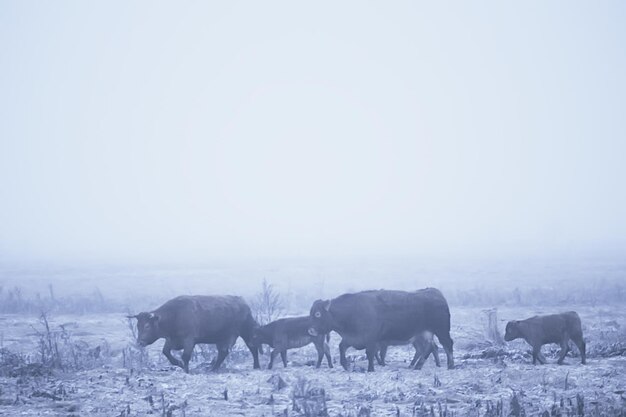 vaches en hiver dans un champ de neige, animaux dans une ferme en hiver