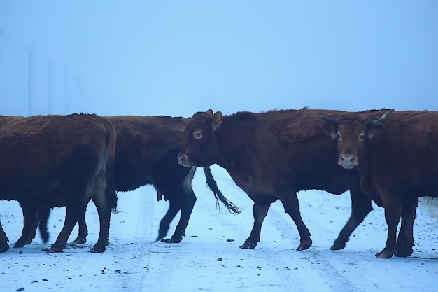 vaches en hiver dans un champ de neige, animaux dans une ferme en hiver