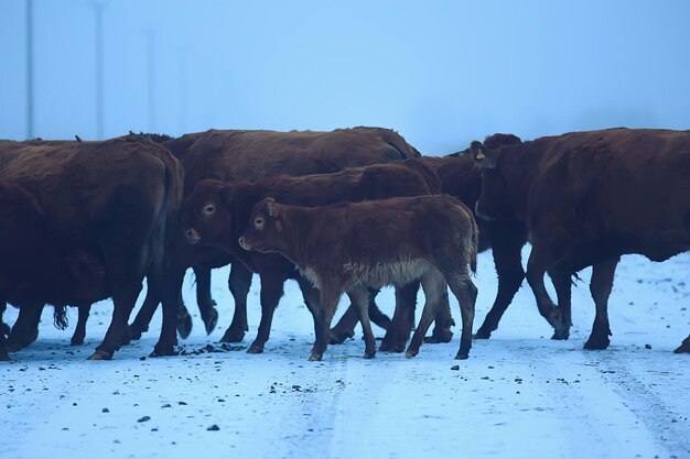 vaches en hiver dans un champ de neige, animaux dans une ferme en hiver