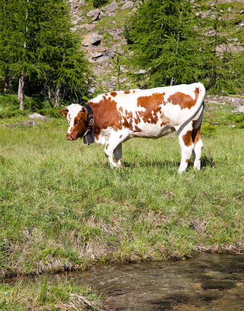 Vaches italiennes au cours d'une journée ensoleillée près de Suse, Piémont, Alpes italiennes