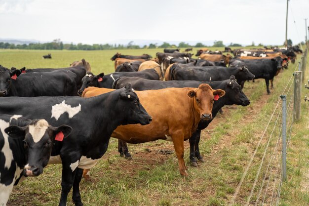 Photo vaches laitières dans un champ dans une ferme d'agriculture régénérative